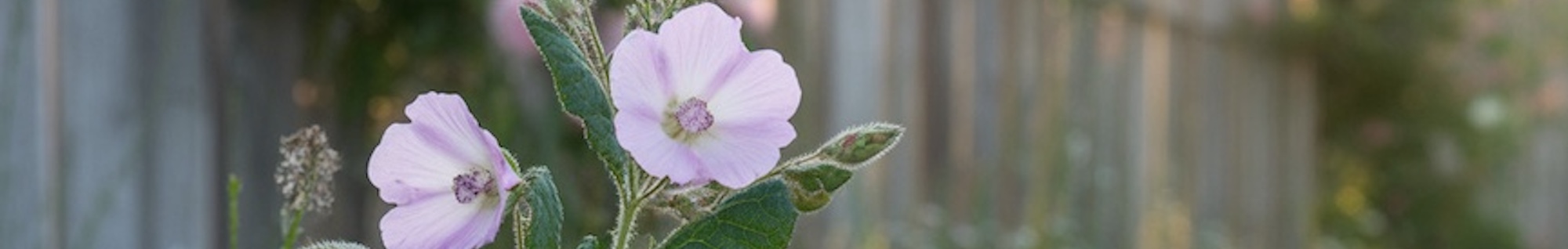 erbe officinali erboristeria zambrini Imola altea