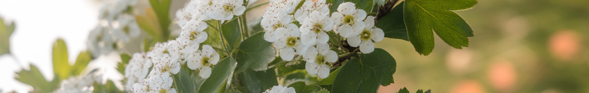 erbe officinali erboristeria zambrini Imola biancospino
