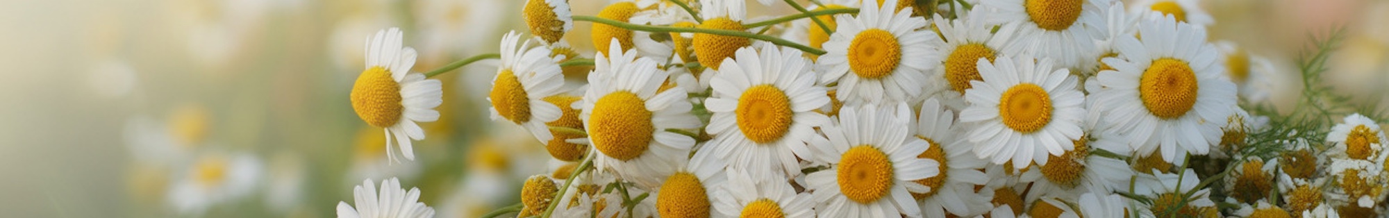 erbe officinali erboristeria zambrini Imola camomilla