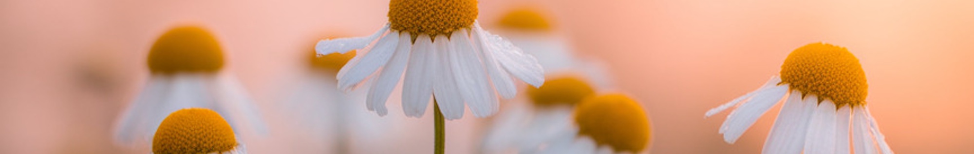 erbe officinali erboristeria zambrini Imola camomilla romana