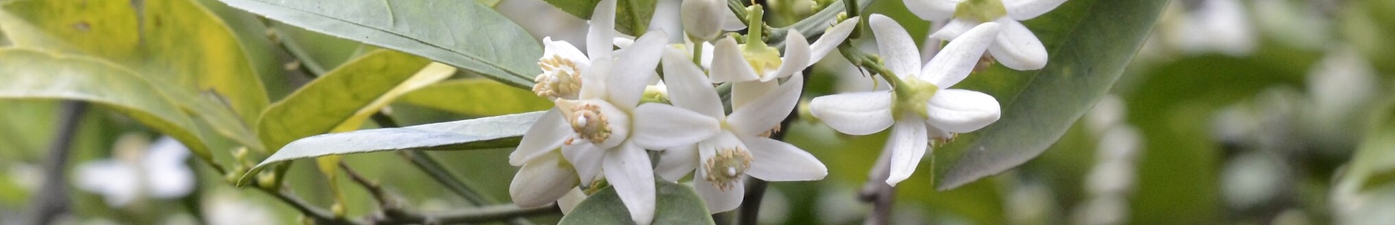 erbe officinali erboristeria zambrini Imola arancio amaro