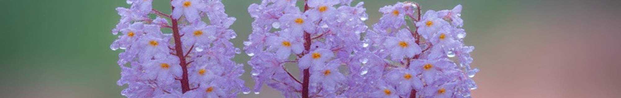 erbe officinali erboristeria zambrini Imola erisimo 