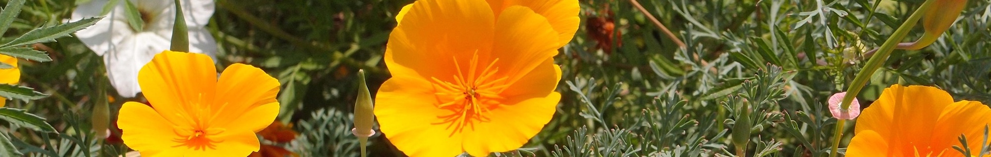 erbe officinali erboristeria zambrini Imola escolzia