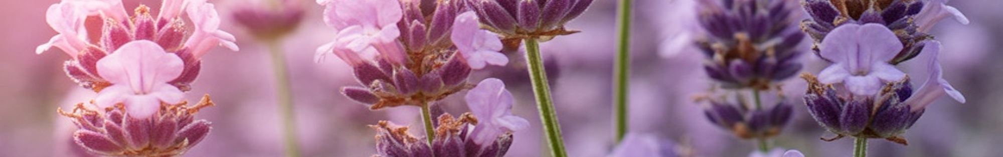 erbe officinali erboristeria zambrini Imola lavanda