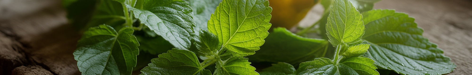 erbe officinali erboristeria zambrini Imola melissa