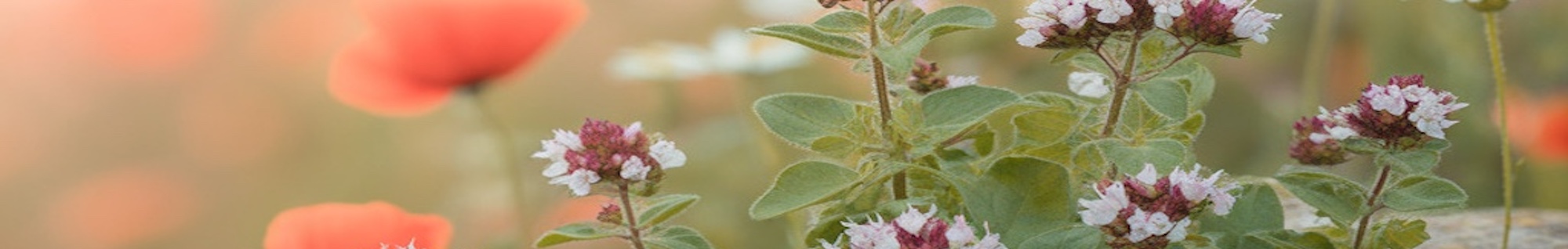 erbe officinali erboristeria zambrini Imola origano