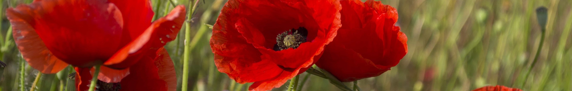 erbe officinali erboristeria zambrini Imola papavero rosso