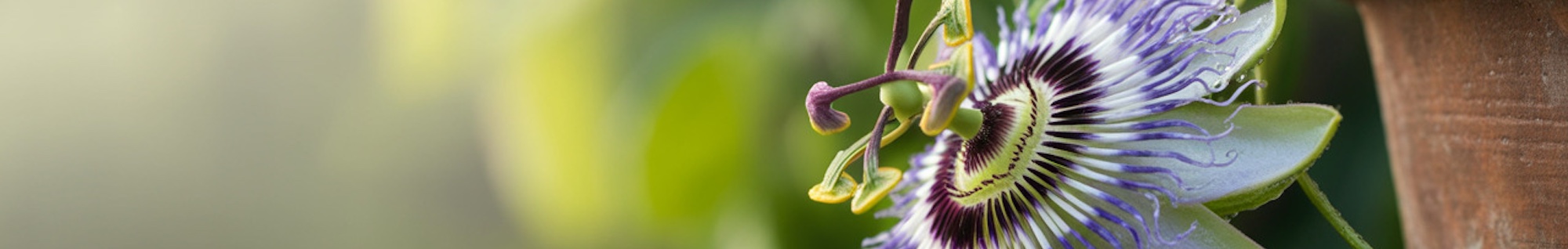 erbe officinali erboristeria zambrini Imola passiflora