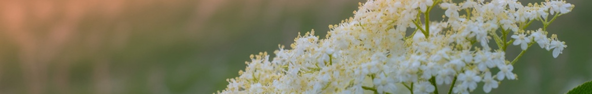erbe officinali erboristeria zambrini Imola sambuco