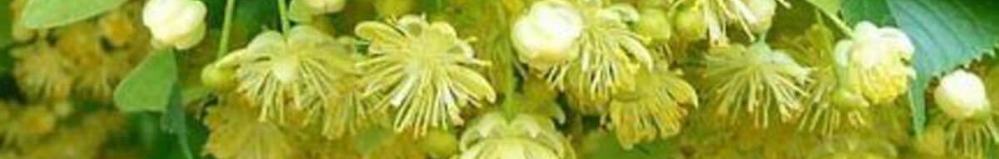 erbe officinali erboristeria zambrini Imola tiglio