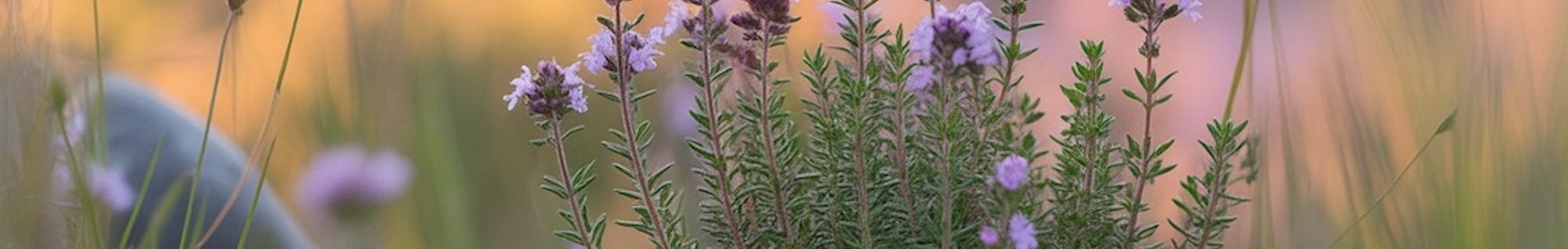 erbe officinali erboristeria zambrini Imola lavanda