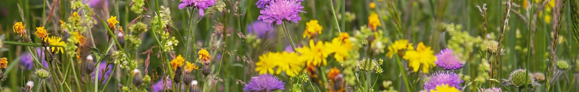 erbe officinali erboristeria zambrini Imola valeriana radice