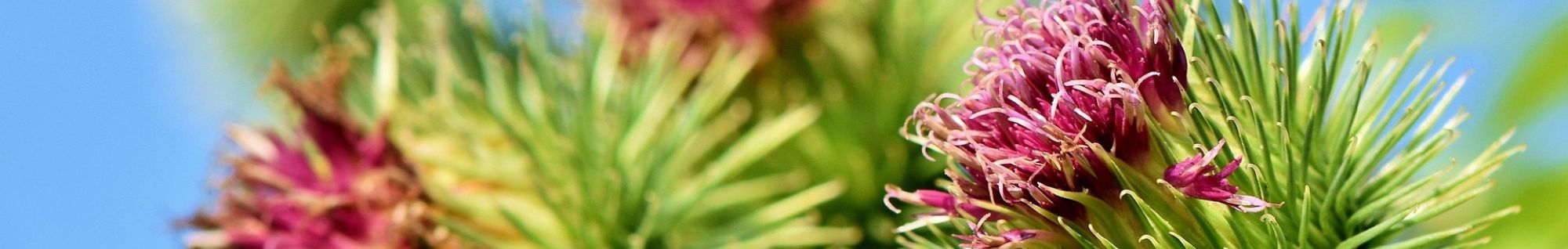 erbe officinali erboristeria zambrini Imola arancio amaro