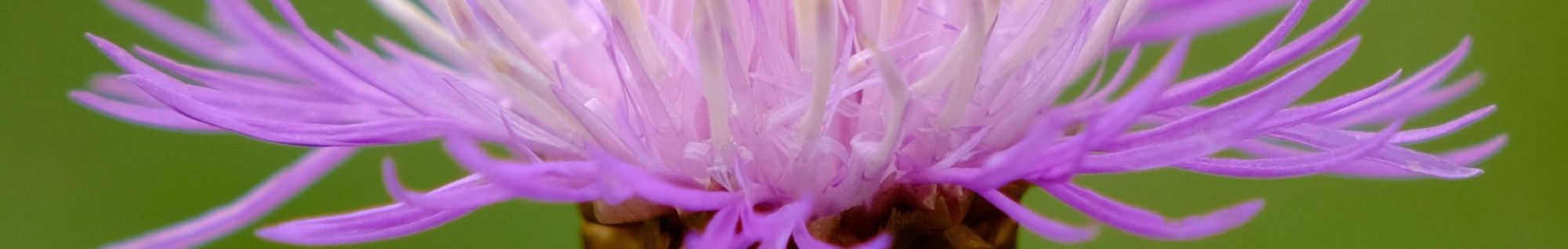 erbe officinali erboristeria zambrini Imola camomilla