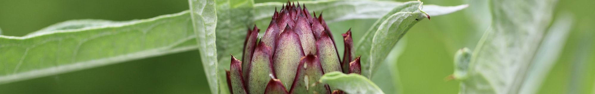 erbe officinali erboristeria zambrini Imola tiglio