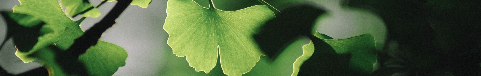 erbe officinali erboristeria zambrini Imola camomilla romana
