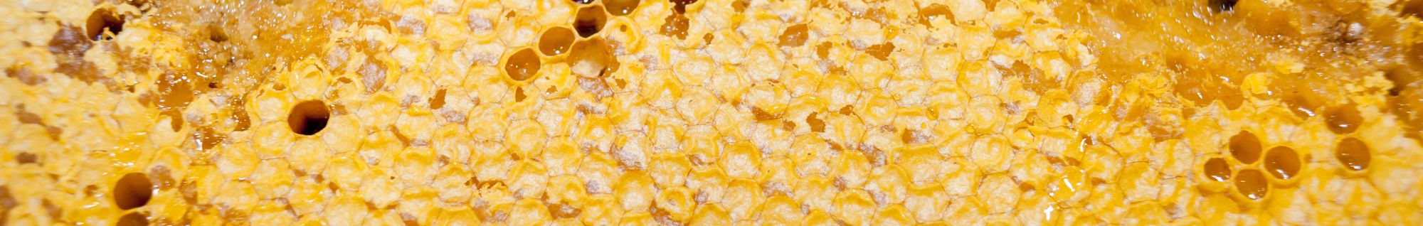 erbe officinali erboristeria zambrini Imola lavanda