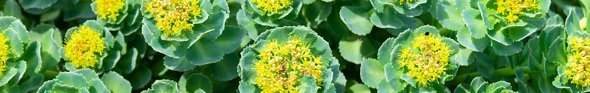 erbe officinali erboristeria zambrini Imola escolzia