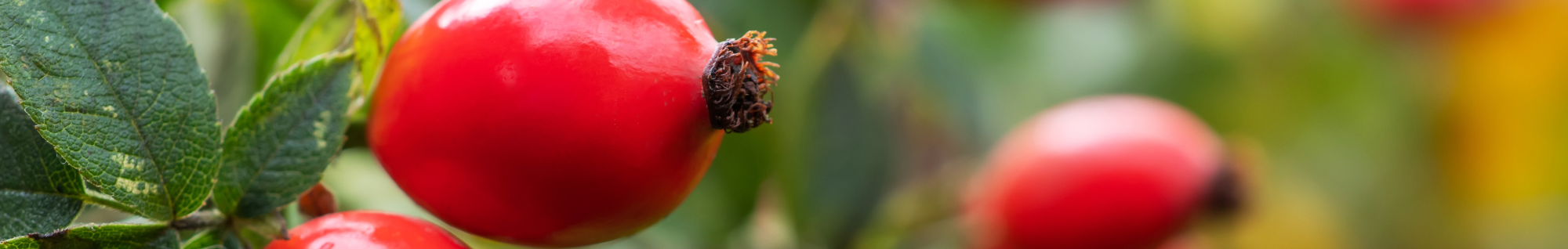 erbe officinali erboristeria zambrini Imola arancio amaro